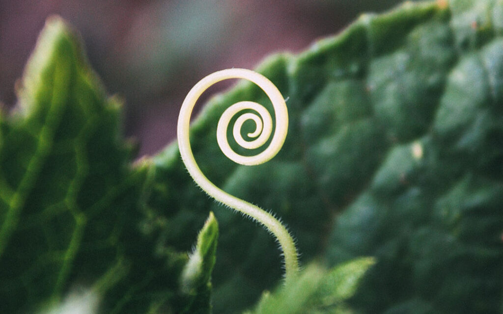 Fern spiral