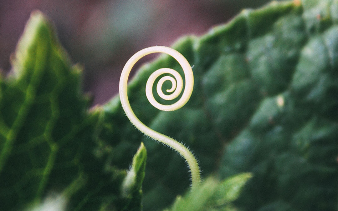 Fern spiral