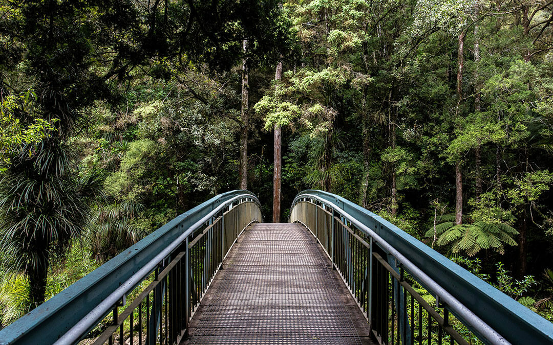Bridge into nature
