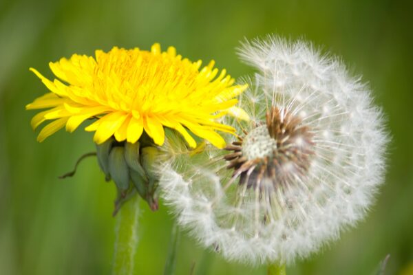 hypnotherapy training
